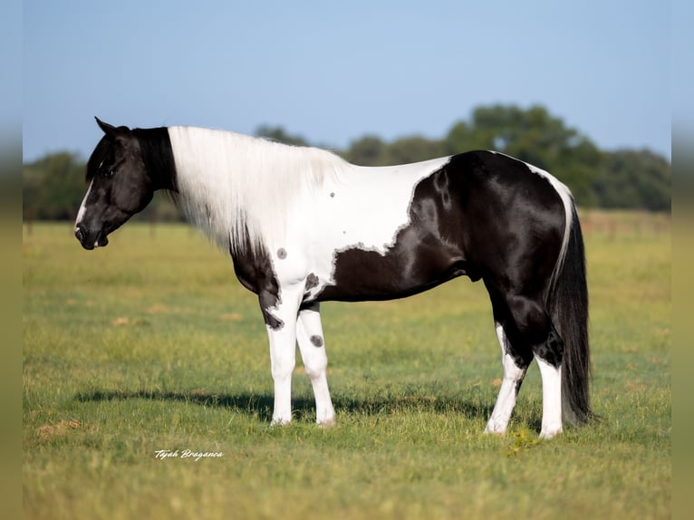 American Paint Horse Caballo castrado 6 años 147 cm Pío in Weatherford