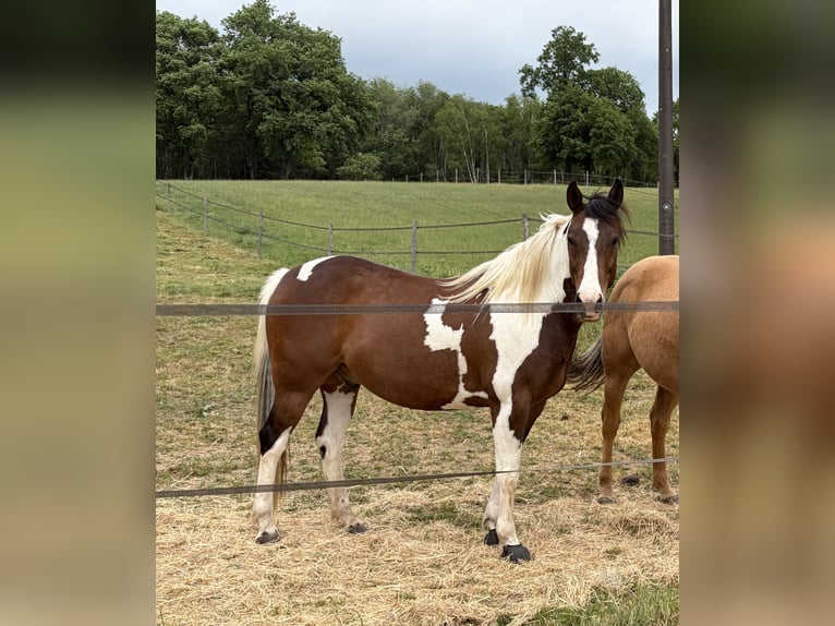 American Paint Horse Caballo castrado 6 años 150 cm Tobiano-todas las-capas in Limoges