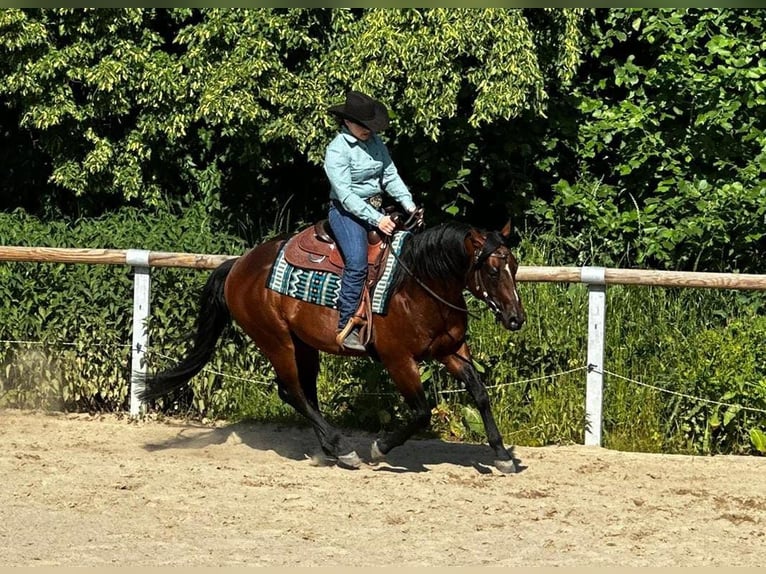 American Paint Horse Caballo castrado 6 años 152 cm Castaño in Dermbach