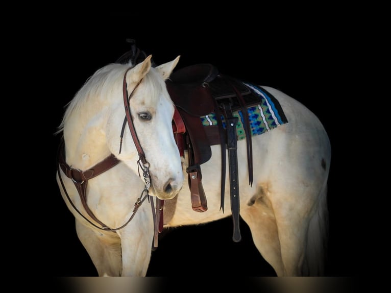 American Paint Horse Caballo castrado 6 años 152 cm Palomino in Clarion