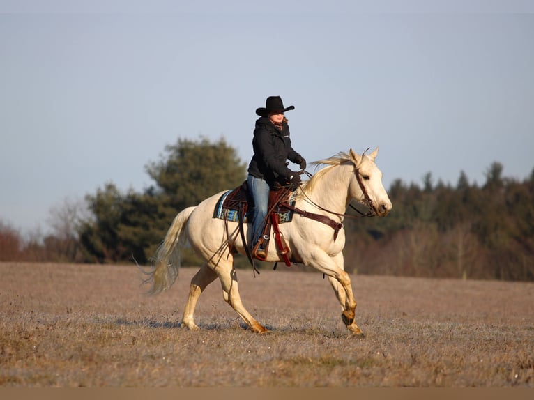 American Paint Horse Caballo castrado 6 años 152 cm Palomino in Clarion