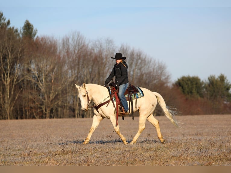 American Paint Horse Caballo castrado 6 años 152 cm Palomino in Clarion