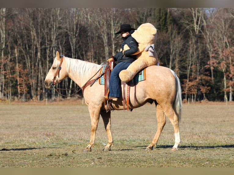 American Paint Horse Caballo castrado 6 años 152 cm Palomino in Clarion