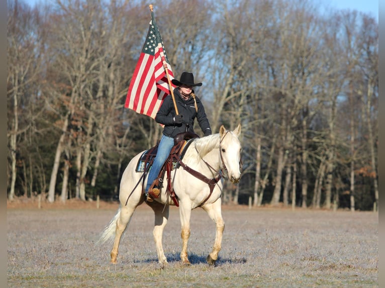 American Paint Horse Caballo castrado 6 años 152 cm Palomino in Clarion