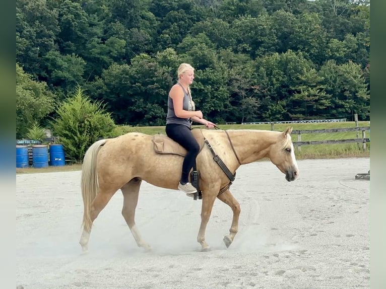 American Paint Horse Caballo castrado 6 años 152 cm Palomino in Narvon