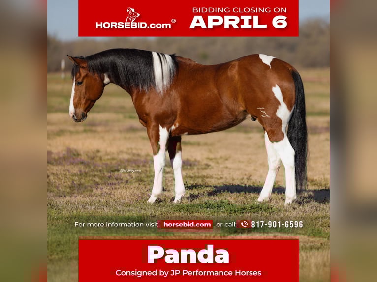 American Paint Horse Caballo castrado 6 años 152 cm Pío in Weatherford