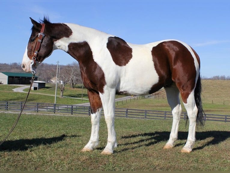 American Paint Horse Caballo castrado 6 años 155 cm Castaño rojizo in Corbin