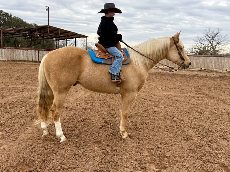 American Paint Horse Caballo castrado 6 años 155 cm Palomino in Weatherford