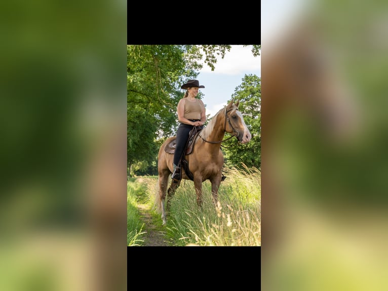 American Paint Horse Caballo castrado 6 años 155 cm Palomino in Saerbeck