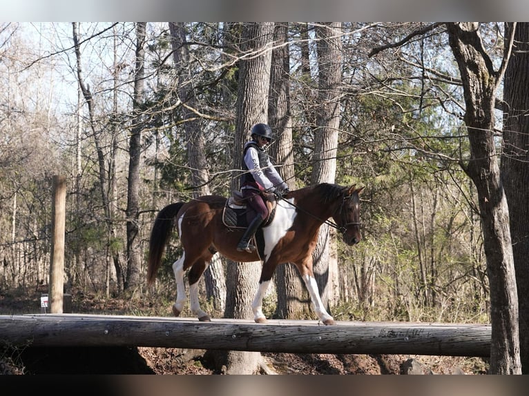 American Paint Horse Mestizo Caballo castrado 6 años 155 cm Pío in Clover