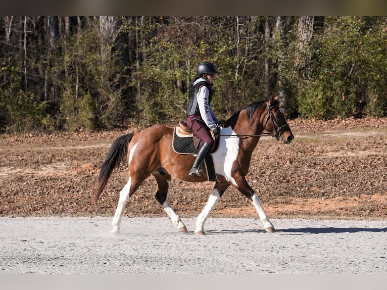 American Paint Horse Mestizo Caballo castrado 6 años 155 cm Pío in Clover
