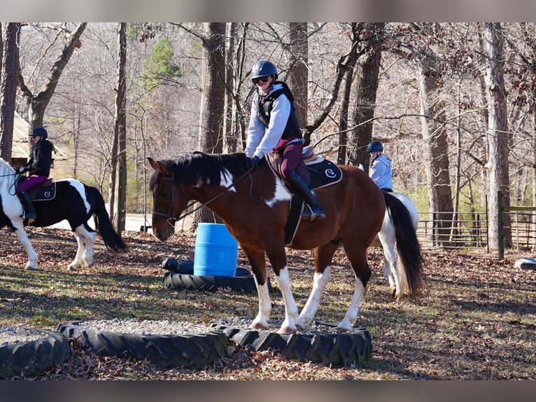 American Paint Horse Mestizo Caballo castrado 6 años 155 cm Pío in Clover