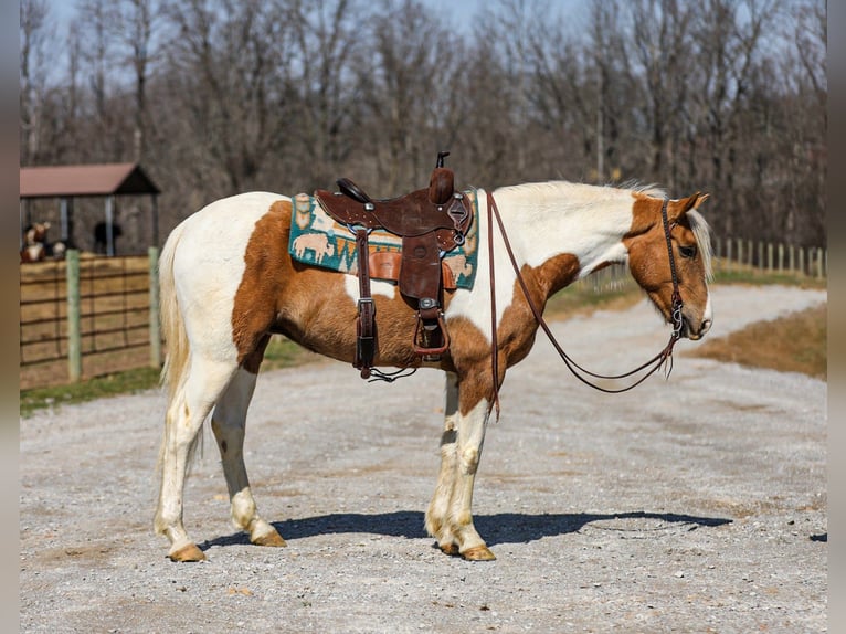 American Paint Horse Caballo castrado 6 años 155 cm Pío in Santa Fe