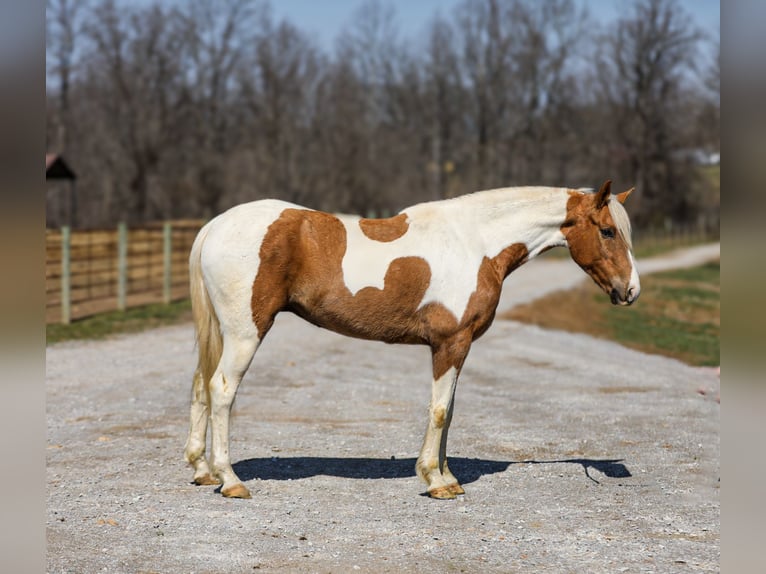 American Paint Horse Caballo castrado 6 años 155 cm Pío in Santa Fe