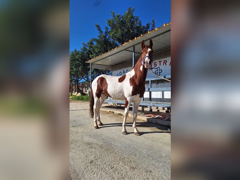 American Paint Horse Caballo castrado 6 años 155 cm Tovero-todas las-capas in Solarino