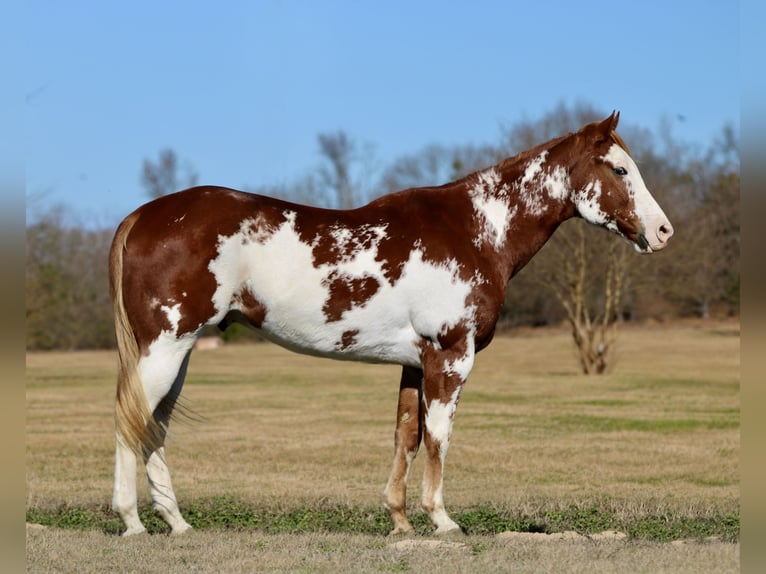 American Paint Horse Caballo castrado 6 años 168 cm Alazán rojizo in Athens