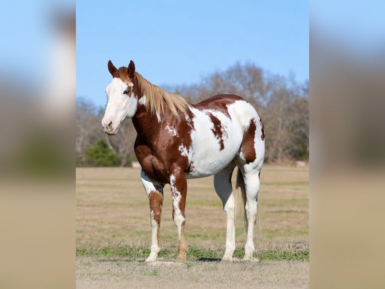 American Paint Horse Caballo castrado 6 años 168 cm Alazán rojizo in Athens