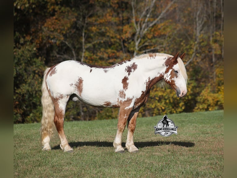 American Paint Horse Caballo castrado 6 años Overo-todas las-capas in Mount Vernon, KY