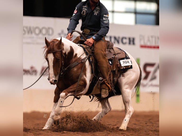 American Paint Horse Caballo castrado 6 años Pío in Waco