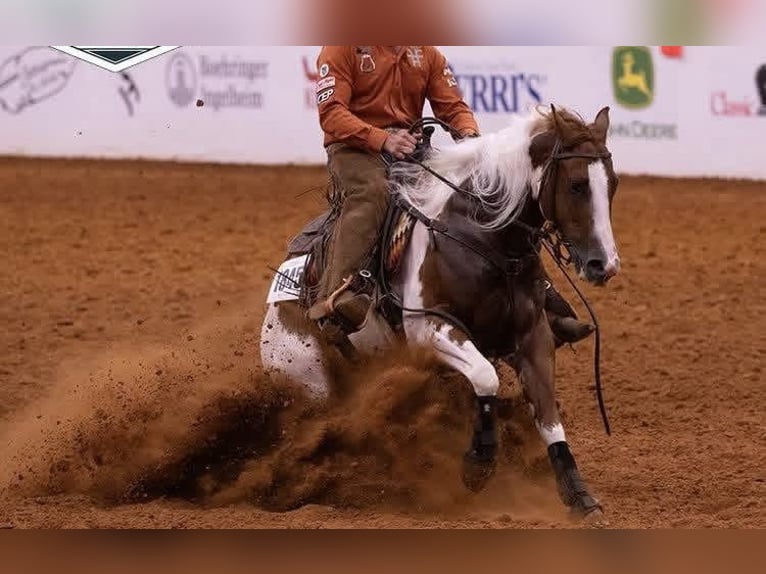 American Paint Horse Caballo castrado 6 años Pío in Waco