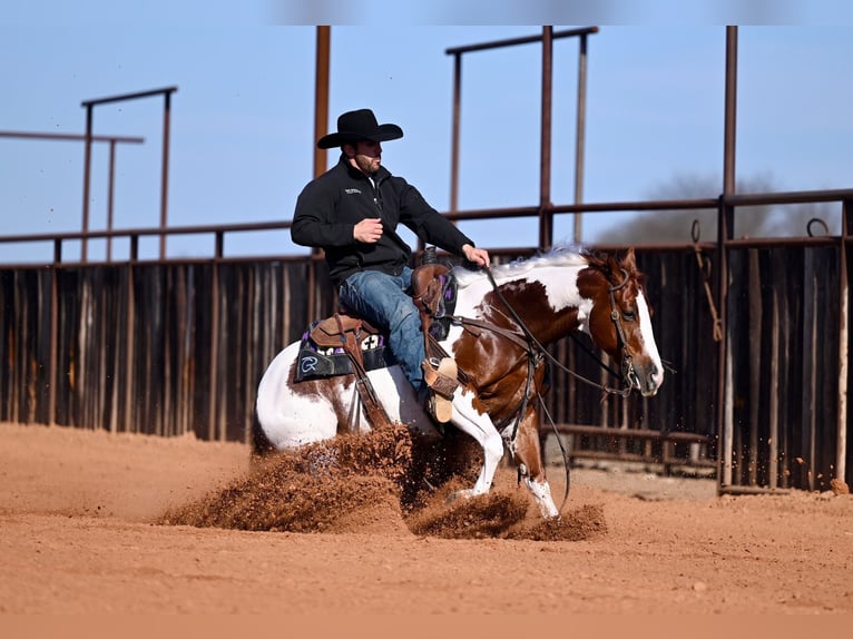 American Paint Horse Caballo castrado 6 años Pío in Waco