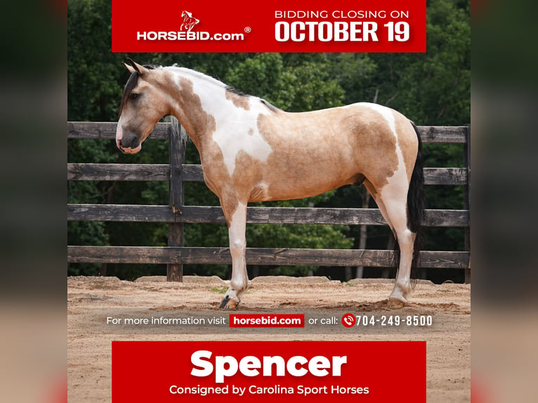 American Paint Horse Mestizo Caballo castrado 6 años Pío in Clover