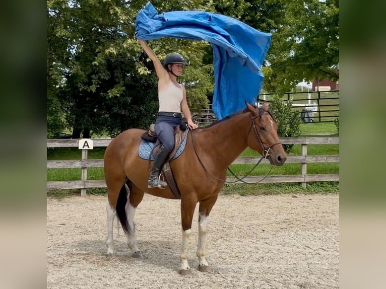 American Paint Horse Mestizo Caballo castrado 6 años Pío in Gap