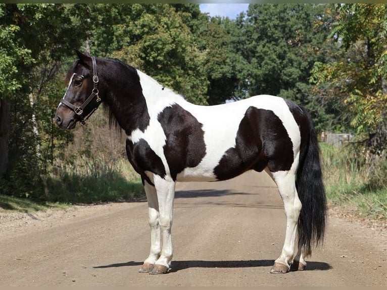 American Paint Horse Caballo castrado 7 años 137 cm Tobiano-todas las-capas in Howell MI