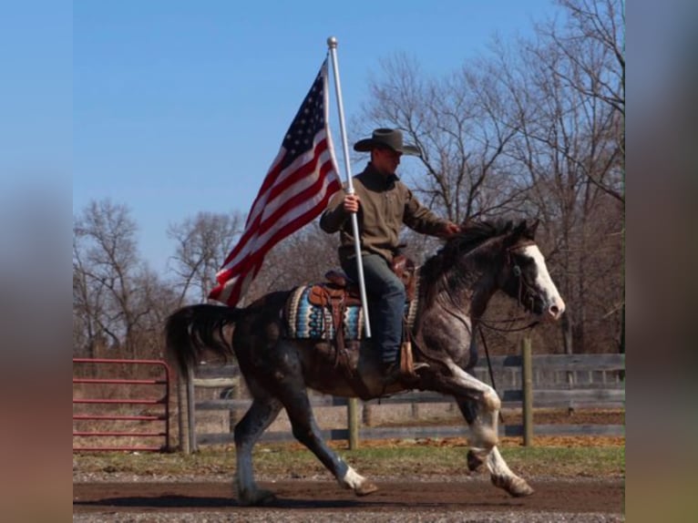 American Paint Horse Caballo castrado 7 años 142 cm Ruano azulado in Howell