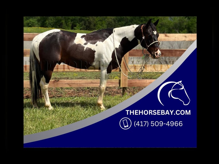 American Paint Horse Caballo castrado 7 años 147 cm Castaño rojizo in Woodburn, KY