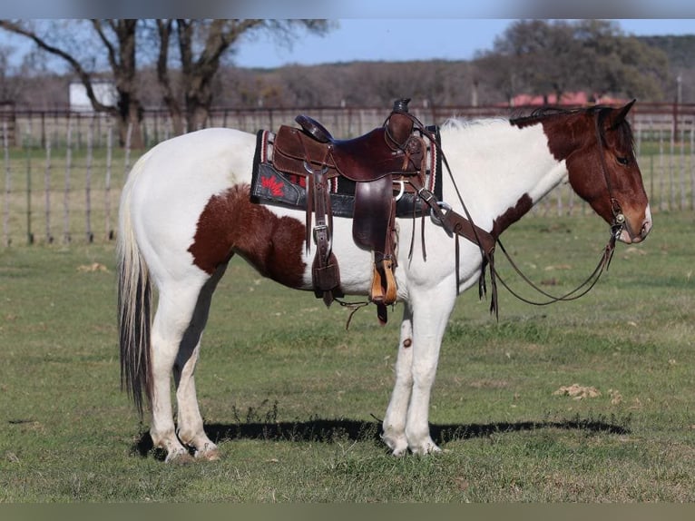 American Paint Horse Caballo castrado 7 años 147 cm Tobiano-todas las-capas in Lipan TX