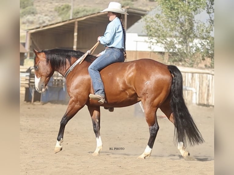 American Paint Horse Caballo castrado 7 años 150 cm Castaño rojizo in Menan, ID