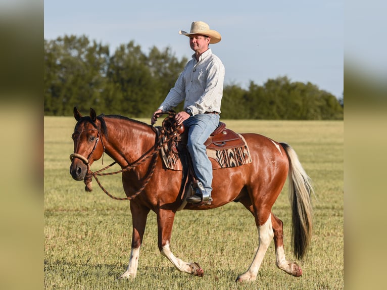 American Paint Horse Caballo castrado 7 años 150 cm Tobiano-todas las-capas in Monheim