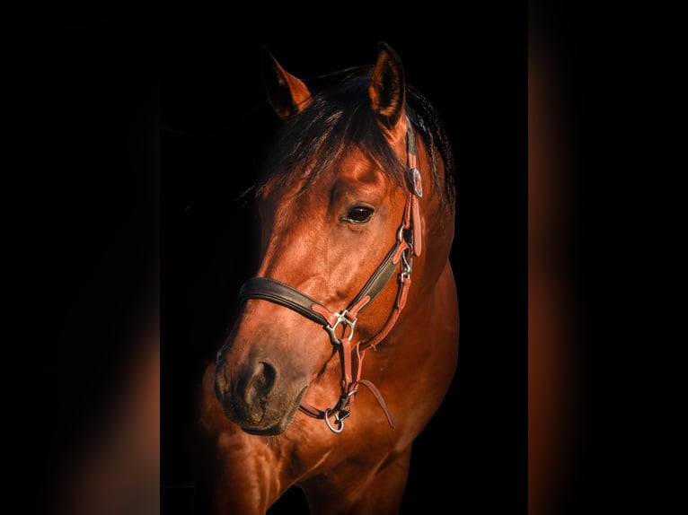 American Paint Horse Caballo castrado 7 años 150 cm Tobiano-todas las-capas in Monheim