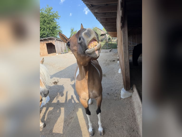American Paint Horse Caballo castrado 7 años 150 cm Tobiano-todas las-capas in Engelbrechts