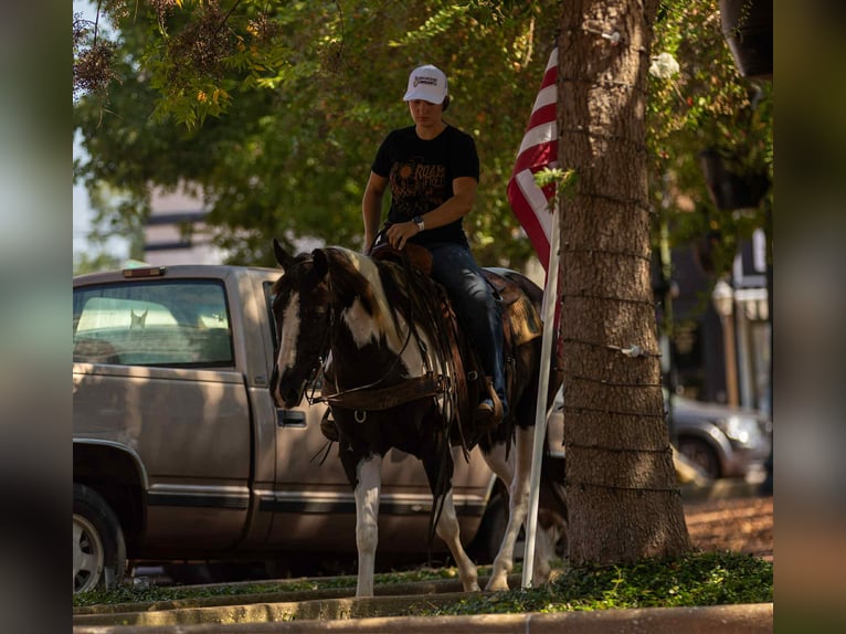 American Paint Horse Caballo castrado 7 años 150 cm Tobiano-todas las-capas in Rusk TX