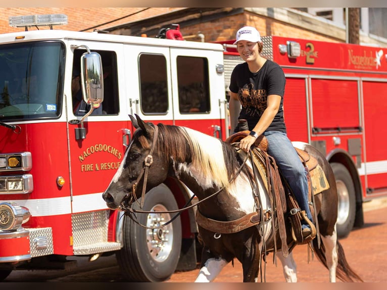 American Paint Horse Caballo castrado 7 años 150 cm Tobiano-todas las-capas in Rusk TX