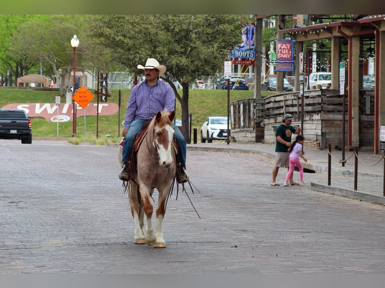 American Paint Horse Caballo castrado 7 años 152 cm Ruano alazán in Stephenville TX