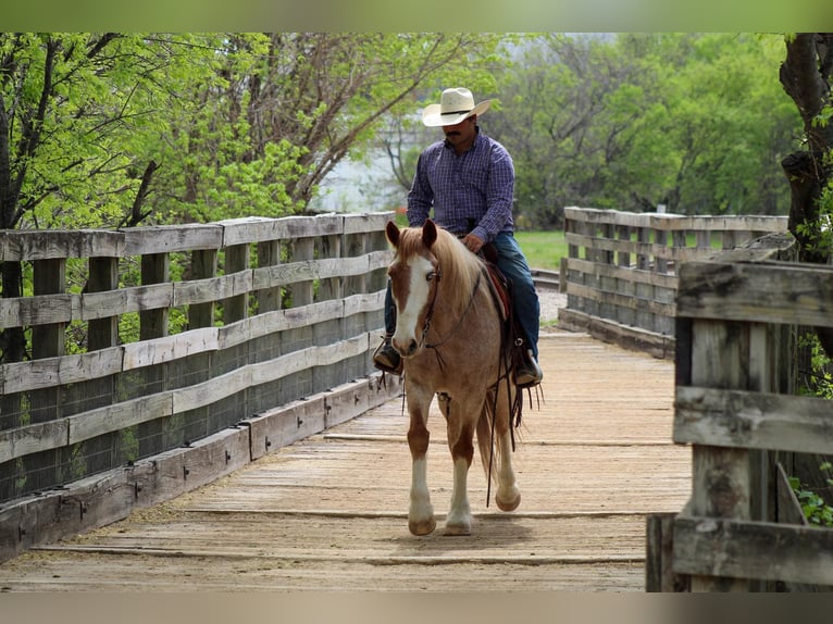 American Paint Horse Caballo castrado 7 años 152 cm Ruano alazán in Stephenville TX