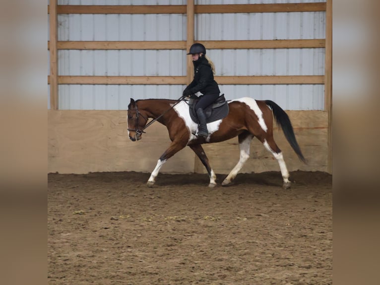 American Paint Horse Caballo castrado 7 años 152 cm Tobiano-todas las-capas in Howell
