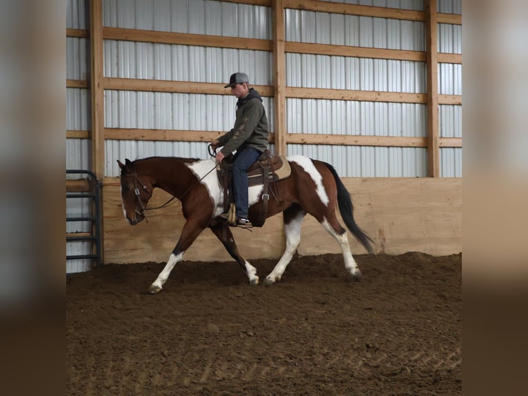 American Paint Horse Caballo castrado 7 años 152 cm Tobiano-todas las-capas in Howell