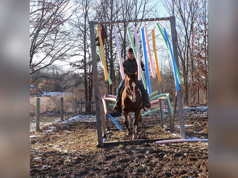 American Paint Horse Caballo castrado 7 años 152 cm Tobiano-todas las-capas in Howell