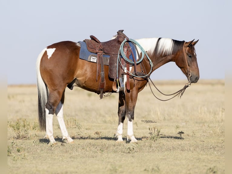 American Paint Horse Caballo castrado 7 años 152 cm Tobiano-todas las-capas in Congress