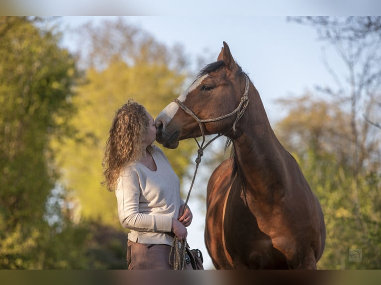 American Paint Horse Caballo castrado 7 años 153 cm Castaño in Karben