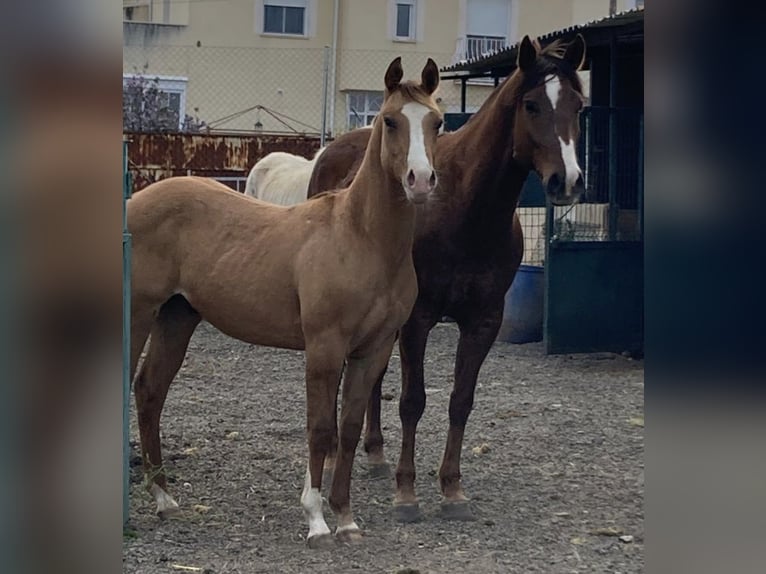 American Paint Horse Caballo castrado 7 años 154 cm in GALAPAGOS