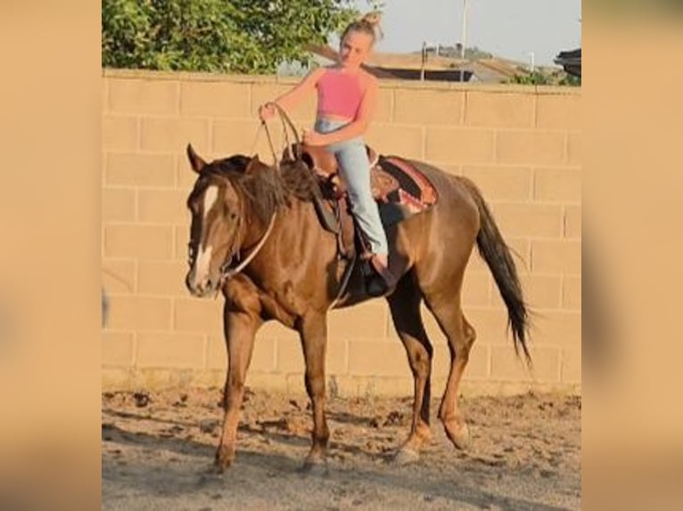 American Paint Horse Caballo castrado 7 años 154 cm in GALAPAGOS