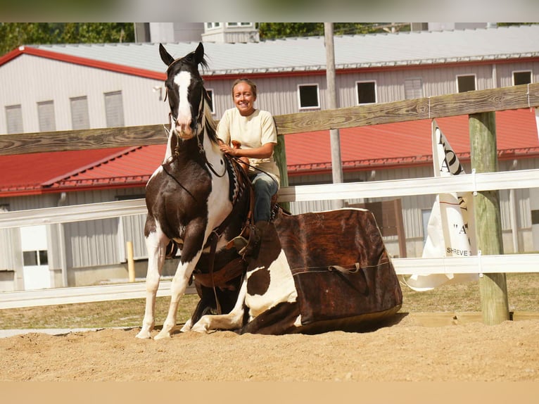 American Paint Horse Caballo castrado 7 años 155 cm in Fresno, OH