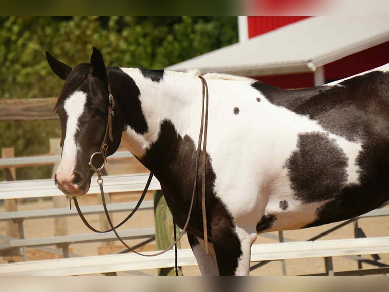 American Paint Horse Caballo castrado 7 años 155 cm in Fresno, OH