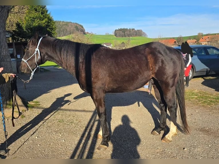 American Paint Horse Caballo castrado 7 años 155 cm Negro in Worb