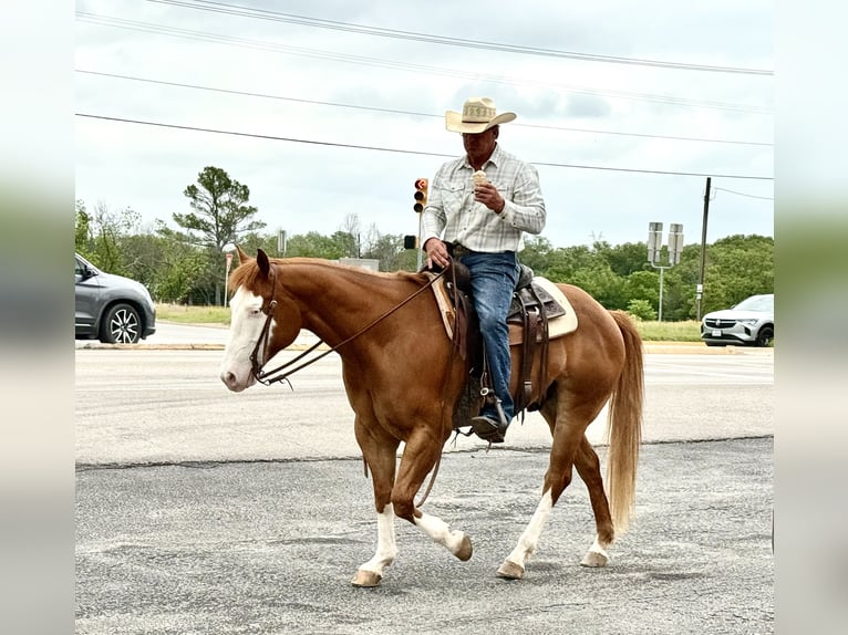 American Paint Horse Caballo castrado 7 años 155 cm Overo-todas las-capas in Weatherford, TX